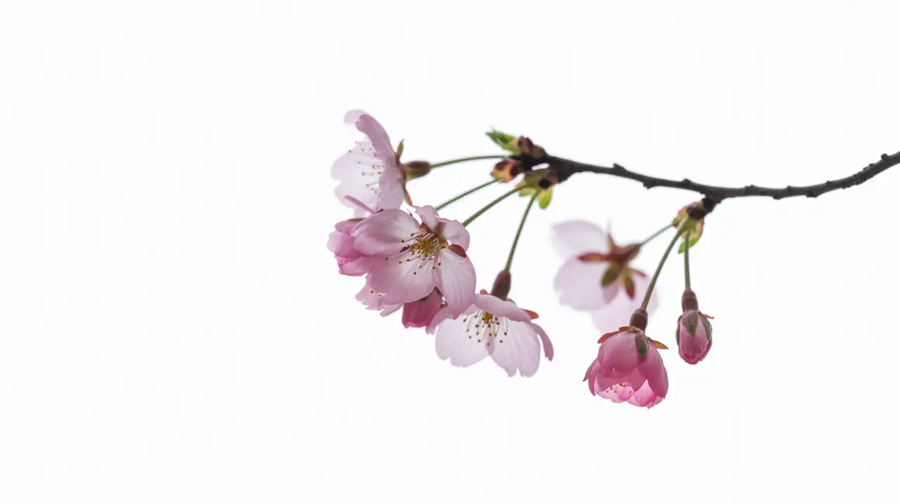 Designed for Creators, Designers & Sakura Lovers