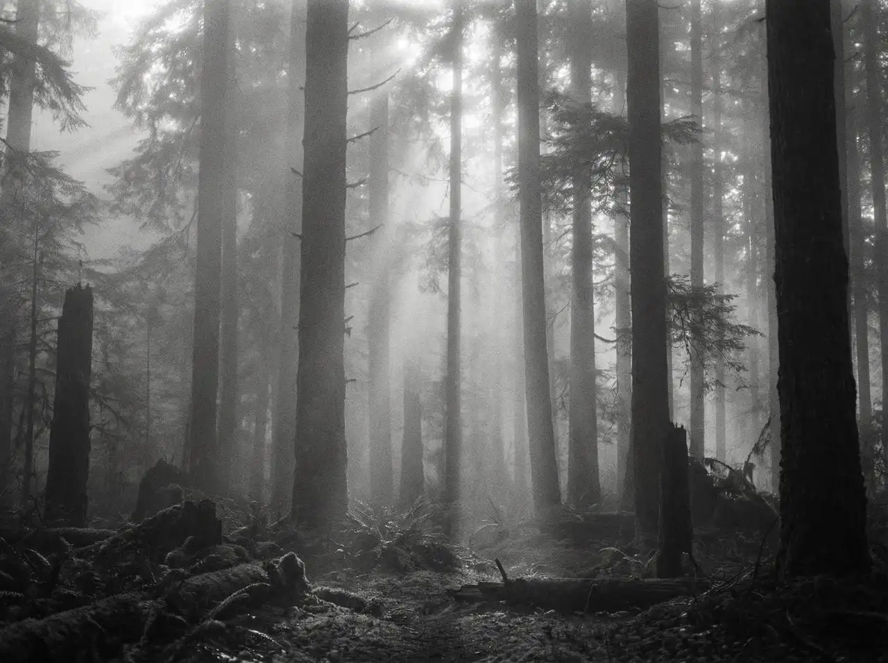 foggy gray forest with tall pine silhouettes, soft rays of light breaking through mist