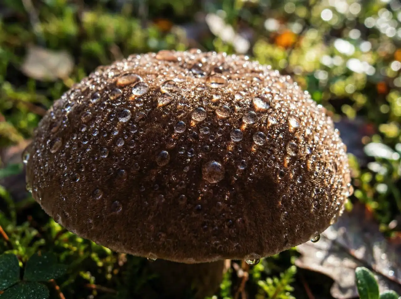 A macro shot of dew droplets resting on a brown mushroom cap, high detail, natural bokeh background, crisp morning light.