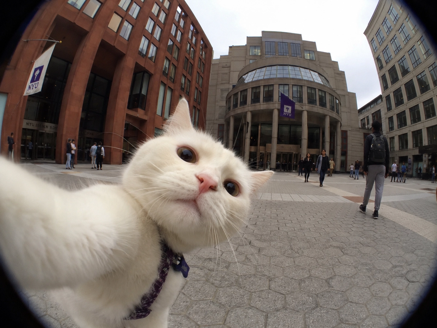 a white cat taking a dramatic selfie from below, big curious eyes, tiny pink nose close to the camera, fisheye lens effect, funny internet meme expression, realistic cat fur, playful pet photo