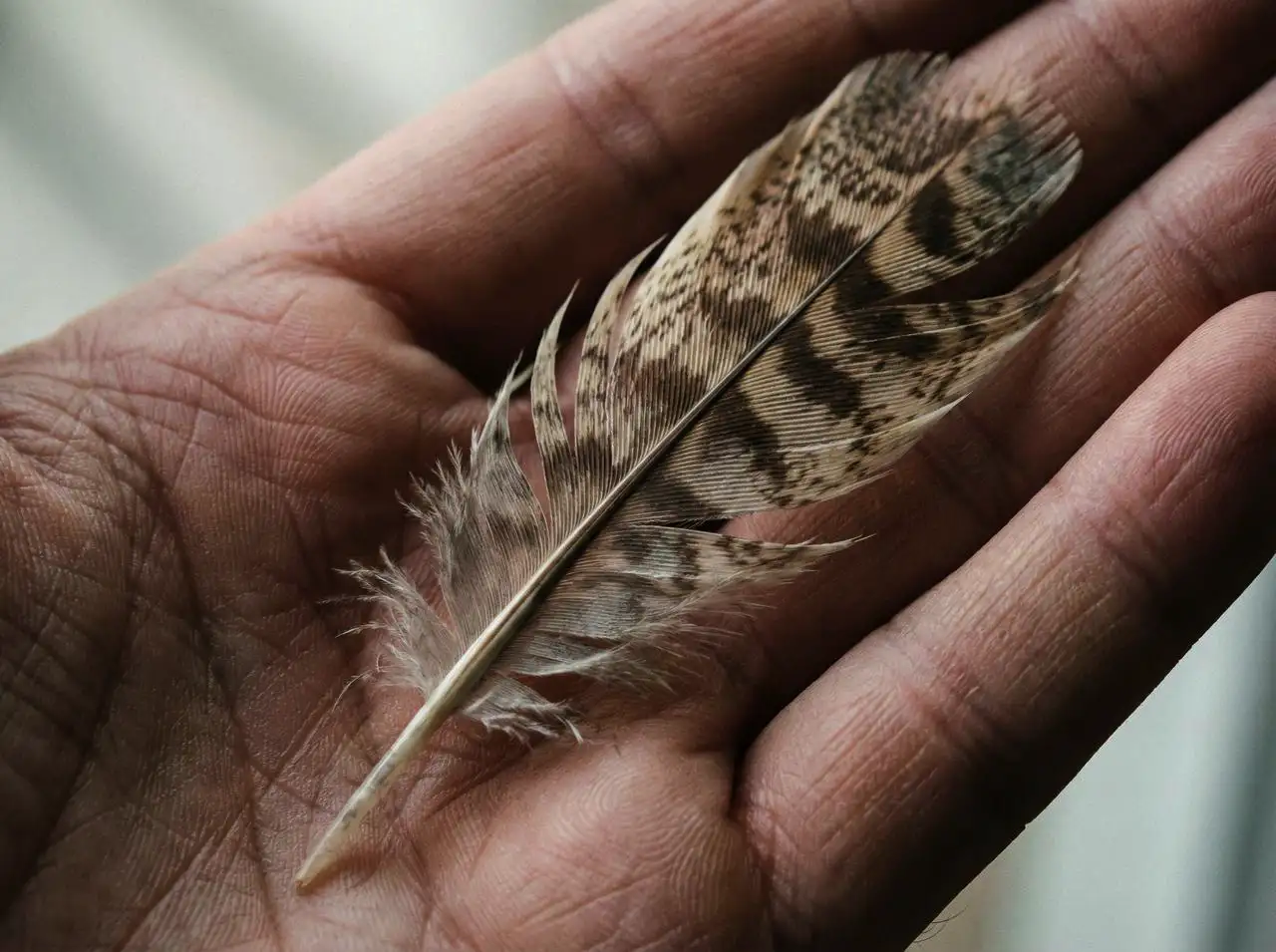 A hand grasping a delicate bird feather, with intricate details of the feather and soft shadows.