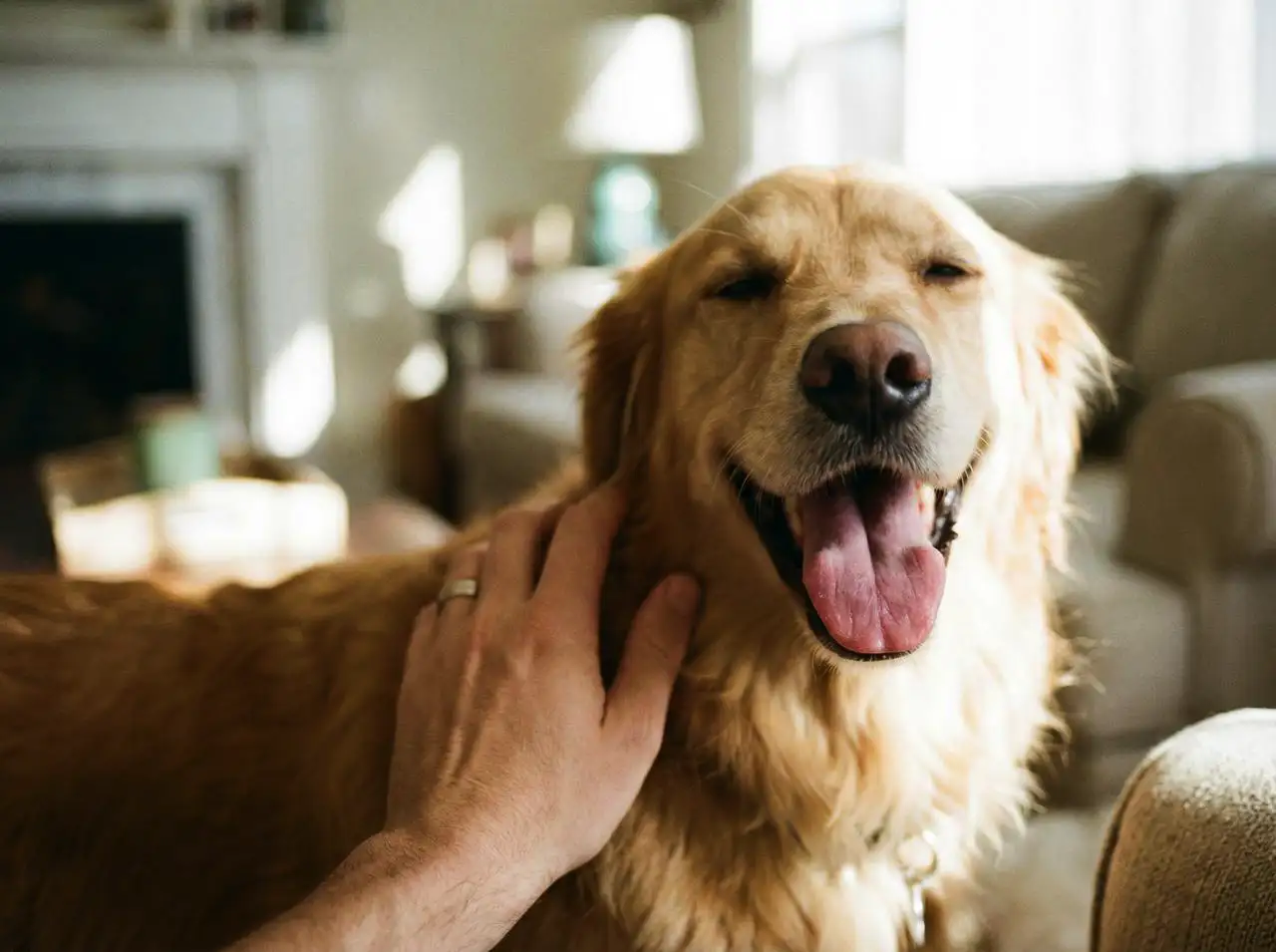 A hand giving a gentle pat to a furry dog, with the animal’s joyful face in the background.